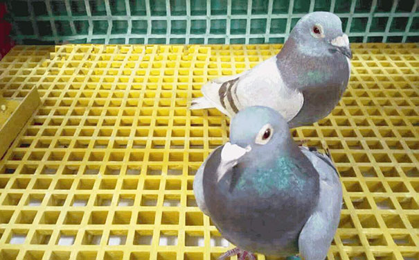 洗車房飼養場玻璃鋼格柵