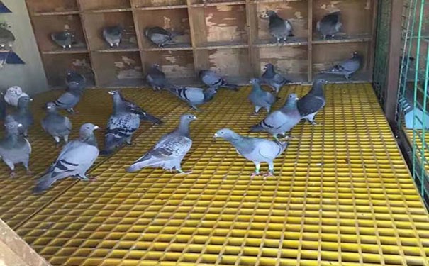 優(yōu)品玻璃鋼格柵板廠家