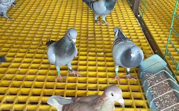 江陰玻璃鋼格柵板定做